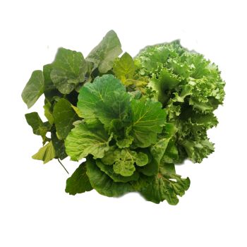 Combo Verduras Alface E Folha De Abóbora