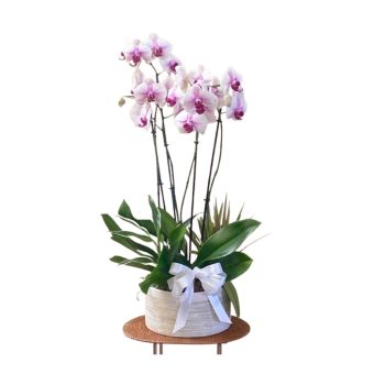 Orquídea Brancas Premium Vaso