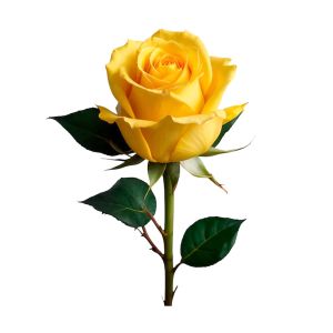 Rosa Amarela, Unidade